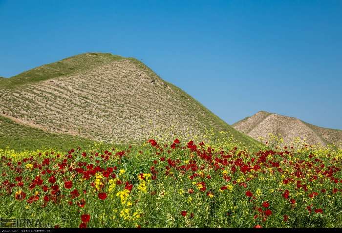 طبیعت بهاری گلستان