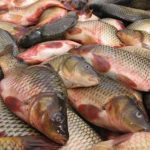 صید روزانه ۸۰ تن ماهی در مازندران