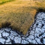 خطر خشکسالی شالیزارهای شرق استان گلستان