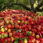 شکرالله حاجیوند در ساری  :صادرات ۸۰۰ هزار تنی سیب ایران