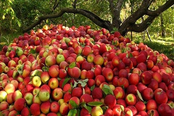 شکرالله حاجیوند در ساری  :صادرات ۸۰۰ هزار تنی سیب ایران