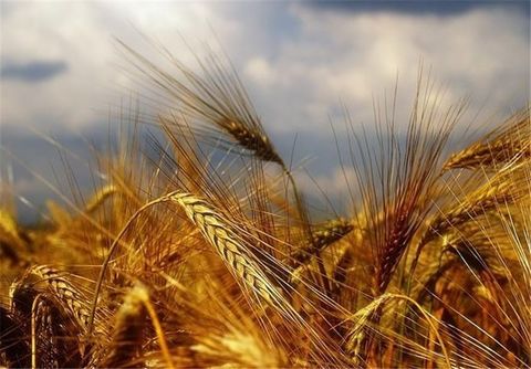 سیل تاثیری در کاهش تولید گندم کشور ندارد
