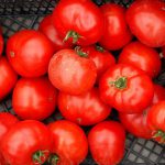 کاهش قیمت گوجه فرنگی با ممنوعیت صادرات