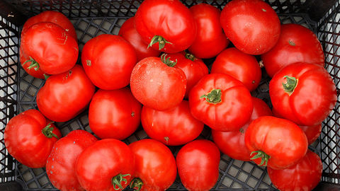 کاهش قیمت گوجه فرنگی با ممنوعیت صادرات