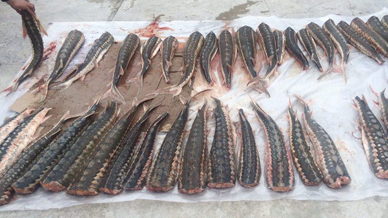 قاچاق پر سود ماهیان خاویاری