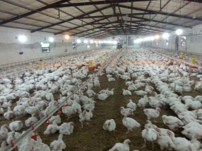 نامه سرگشاده مرغداران به رئیس‌جمهور: مرغ‌ها گرسنه‌اند
