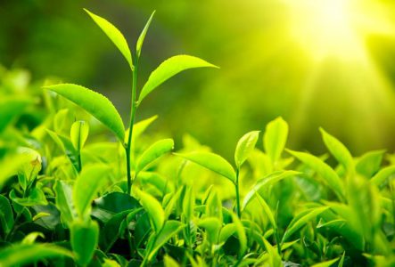 اصلاح نرخ خرید تضمینی برگ سبز چای با افزایش سهم کارخانه‌‌ها