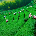بازگشت امید به باغهای چای‌ شمال