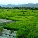 کشت دوم برنج تهدیدی برای منابع آبی مازندران