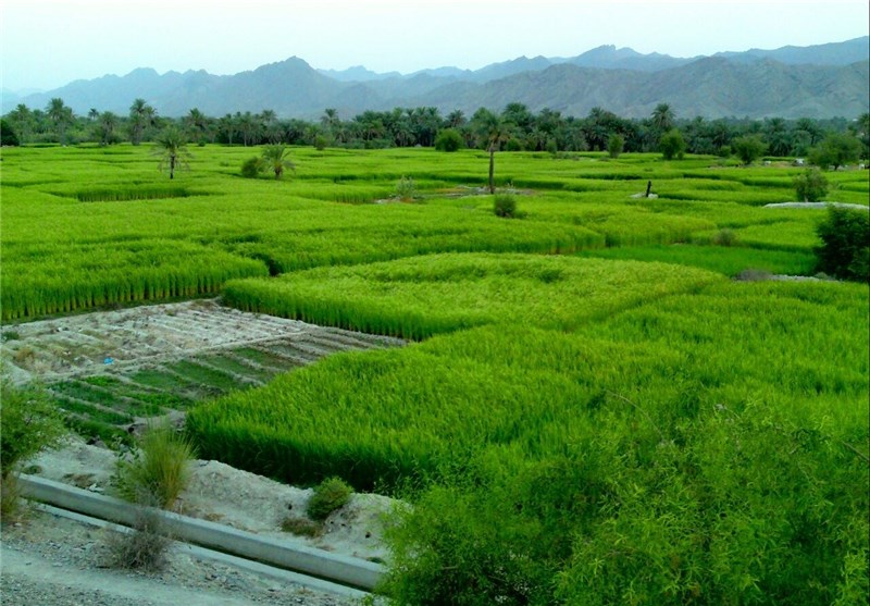 محصول برنج در شهرستان لاهیجان ۱۰درصد افزایش دارد