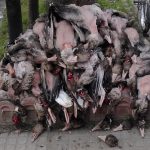 قتل عام پرندگان در سیمرغ ناکام ماند