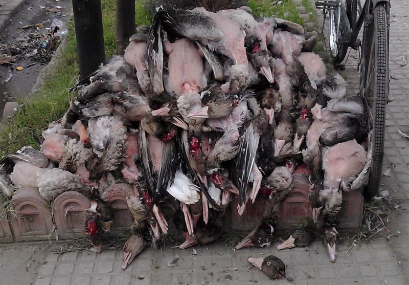 بازار باز پرندگان شکاری
