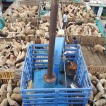 واردات بیش از ۱۰۰۰ راس گوسفند از قزاقستان به گلستان