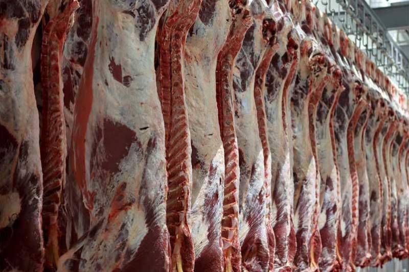 تولید ۱۱ تن گوشت گوسفندر در گیلان