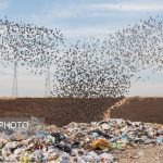 هشدار دادستان قائمشهر نسبت به معضلات دپوی نامناسب زباله
