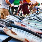 افزایش ۱۲ درصدی صید ماهیان استخوانی در مازندران