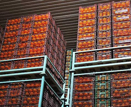 ارسال ۳ هزار و ۵۰۰ تن پرتقال مازندران به استان‌ها