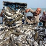 افزایش 83 درصدی صید ماهیان استخوانی