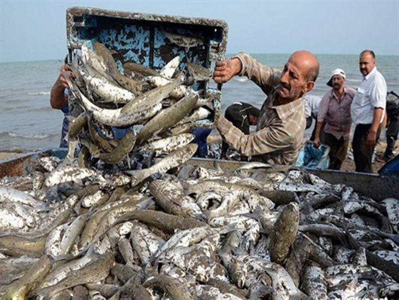 افزایش 83 درصدی صید ماهیان استخوانی