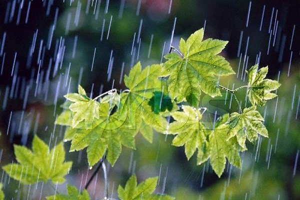 بارندگی سال زراعی در مازندران هشت درصد کاهش یافت
