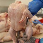روزانه ۵۰۰ تن مرغ در گیلان کشتار می شود