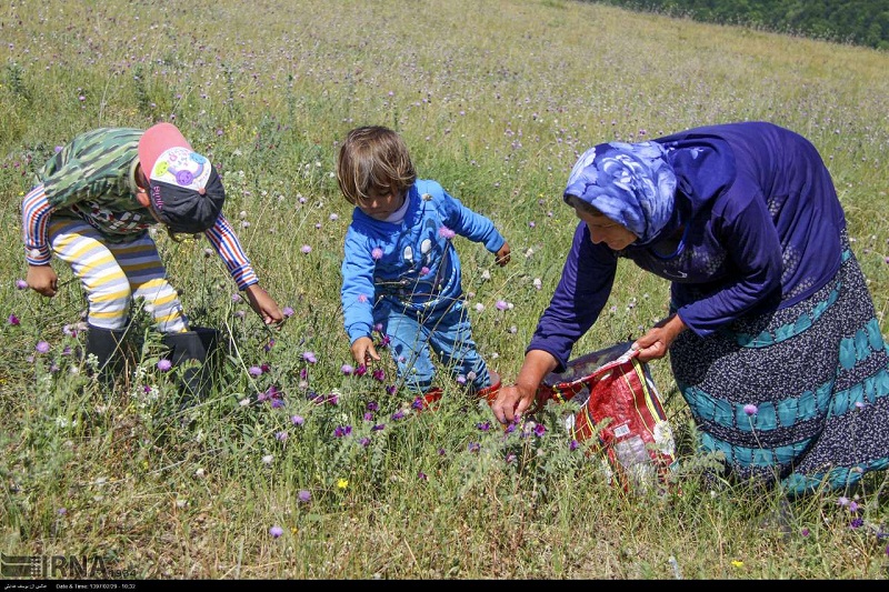 برداشت گل گاو زبان و بابونه در گنبدکاووس آغاز شد