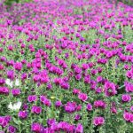 افزایش ۱۰ درصدی برداشت گل گاوزبان در اشکورات رودسر