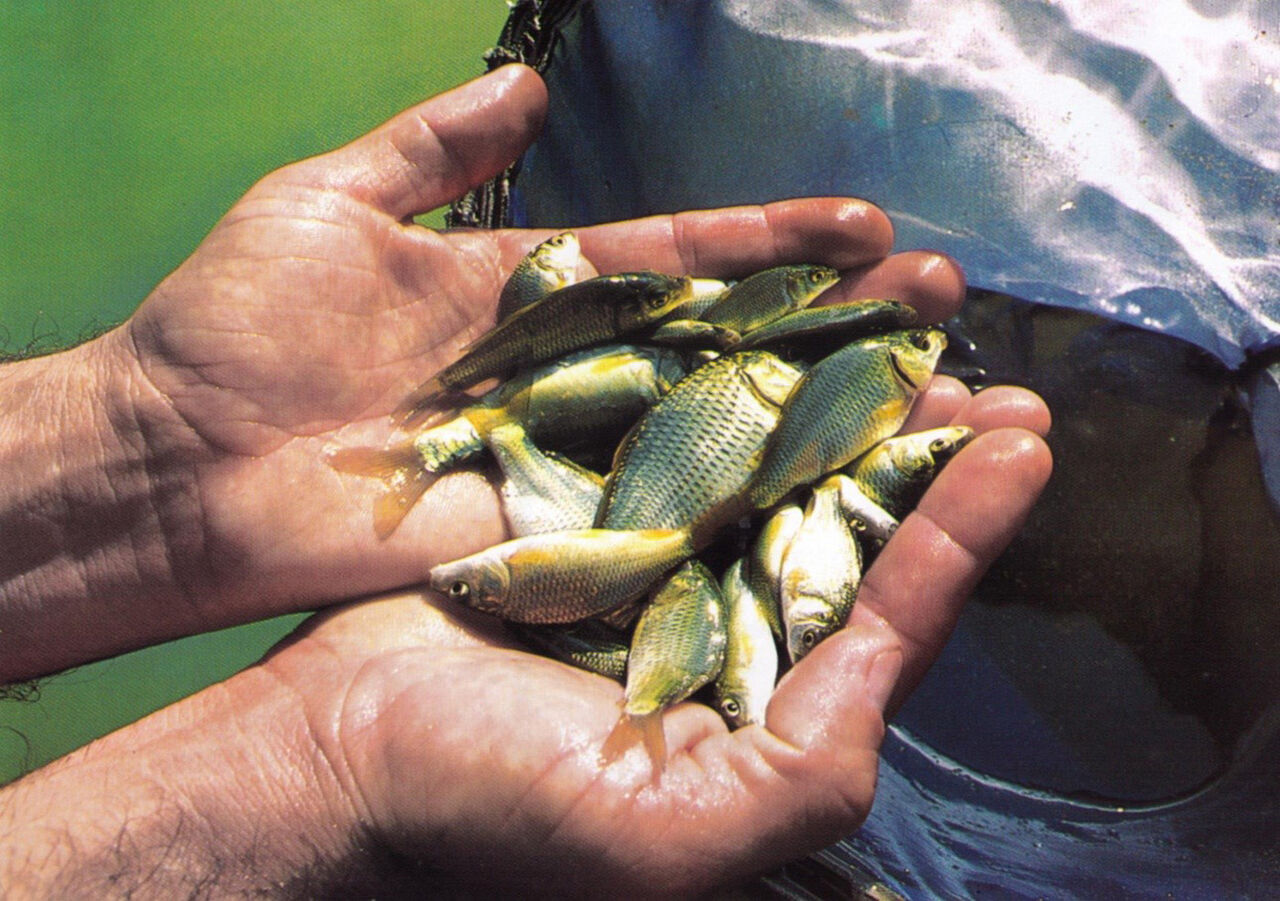 هزاران بچه ماهی در رودخانه بندرگز تلف شدند