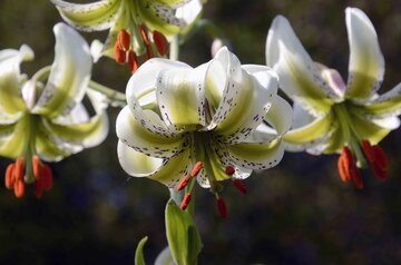 شکوفایی نایاب ترین گل جهان در روستای داماش گیلان‎
