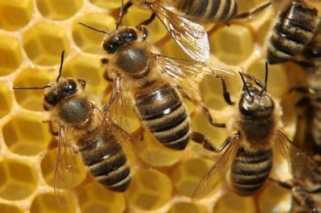 آغاز سرشماری سراسری زنبور عسل از امروز