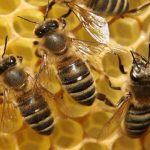 راه اندازی زنجیره ارزش محصولات زنبور عسل در مازندران