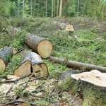 نظارت مضاعف فنی بر جمع آوری و خروج درختان شکسته و افتاده از جنگل‌های شمال