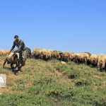 خطر هجوم دامداران غیرمجاز به مراتع مازندران