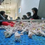 تولید و صادرات پای مرغ در استان گلستان