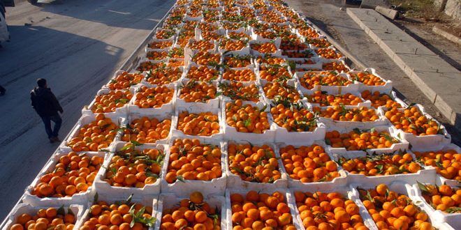 هزار تن نارنگی مازندران به خارج کشور صادر شد