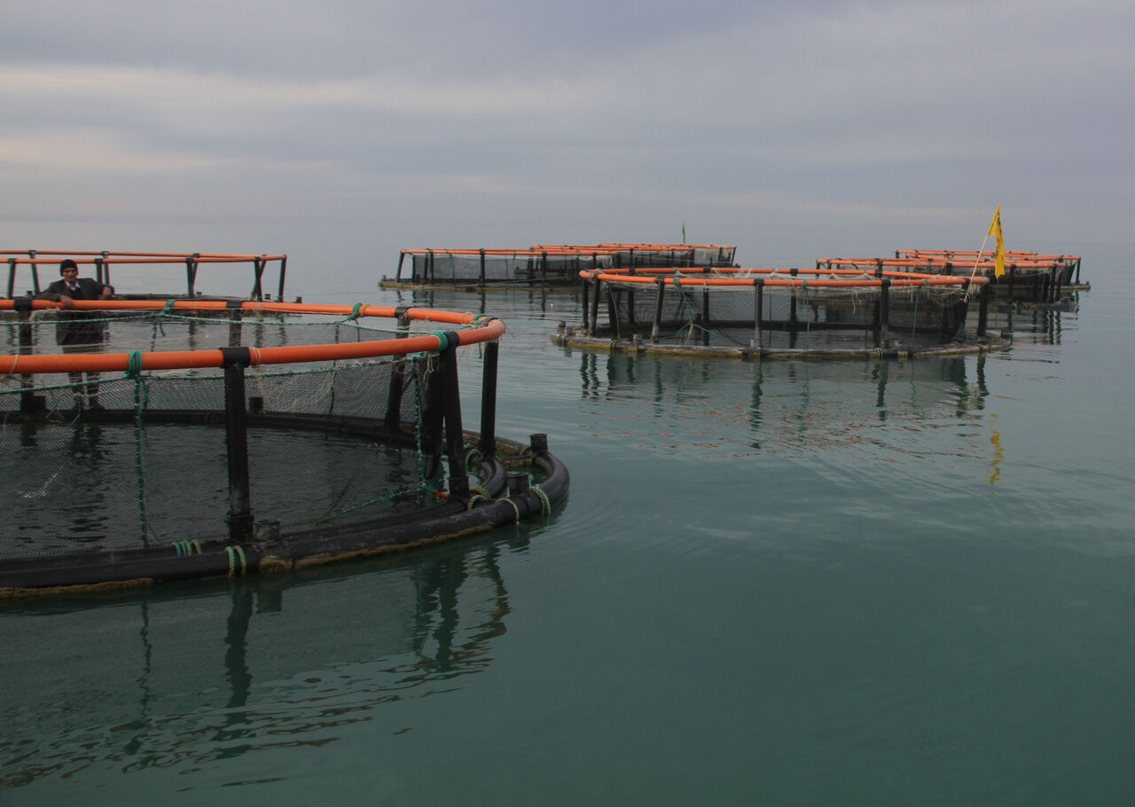 ماهی دار شدن قفس دریایی در شهرستان تنکابن
