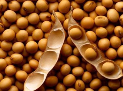 خرید بیش از ۲ هزار تن سویا در مازندران