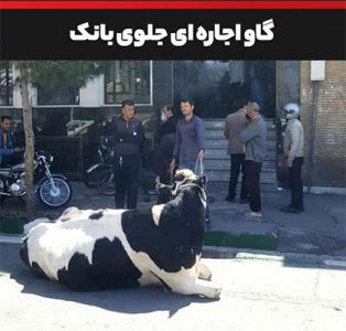 توضیح بانک ملی ایران درباره تقاضای تسویه بدهی یک فرد با گاو