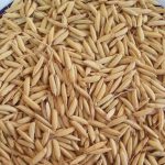 توزیع ۱۹۱ هزار کیلوگرم بذر برنج برای کشت قراردادی