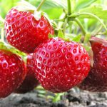 تولید ۱۶ هزار تن توت فرنگی در مازندران