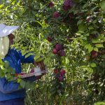 خطر طغیان آفت مگس میوه ناشی از گرمای هوا در باغ های مازندران