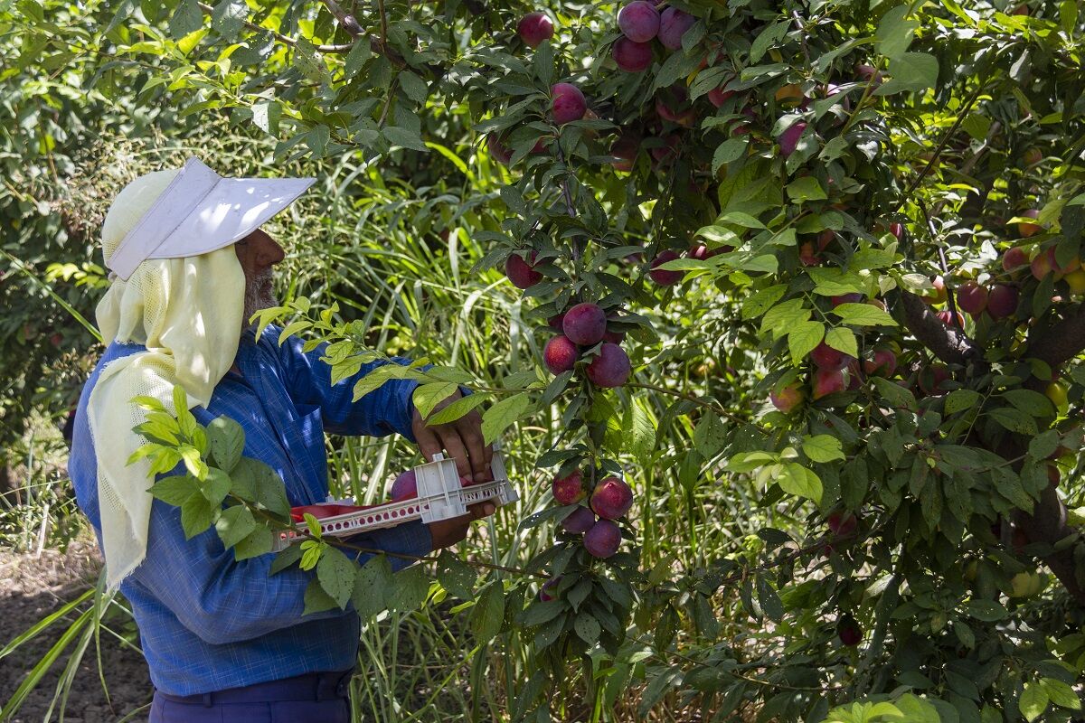 خطر طغیان آفت مگس میوه ناشی از گرمای هوا در باغ های مازندران