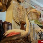 کشف محموله بزرگ پرندگان تاکسیدرمی شده در آمل