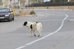 هزینه ۱۰۰ میلیارد تومانی گزش سگ‌ در مازندران