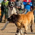 جنگ خونبار سگ‌ها در گلوگاه + تصاویر