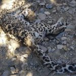لاشه یک قلاده پلنگ در پارک ملی گلستان پیدا شد