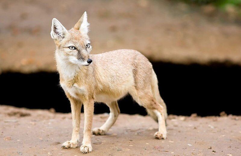 خطر انقراض روباه ترکمنی را تهدید می‌کند