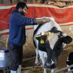 تولیدات محلی در دامداریهای سنتی صومعهسرا
