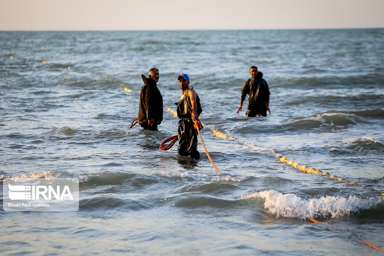 افزایش ۶۰ درصدی صید ماهی سفید در مازندران