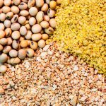 وابستگی ۷۵ درصدی دامپروری و ۸۵ درصدی طیور مازندران به تامین ذرت و کنجاله